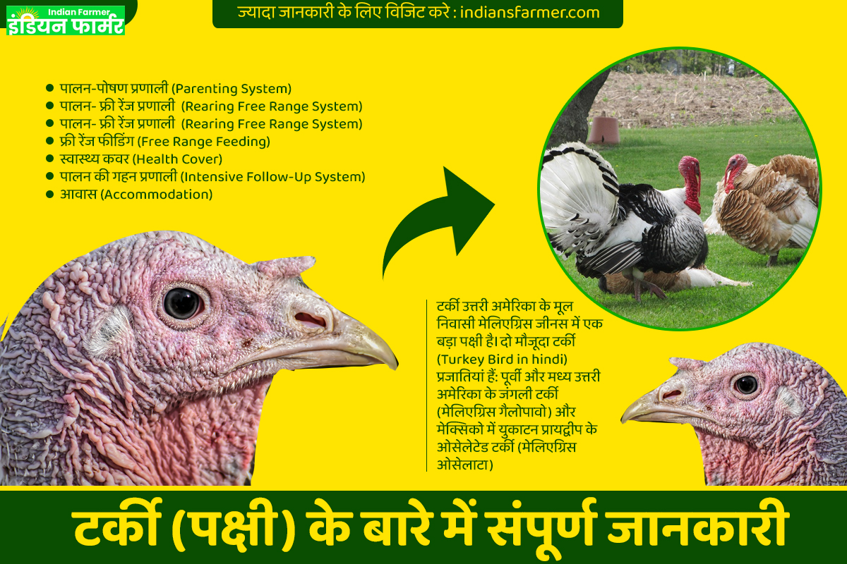 Turkey-Bird-in-hindi-टर्की-पक्षी-के-बारे-में-संपूर्ण-जानकारी-Turkey-Farming-in-hindi-
