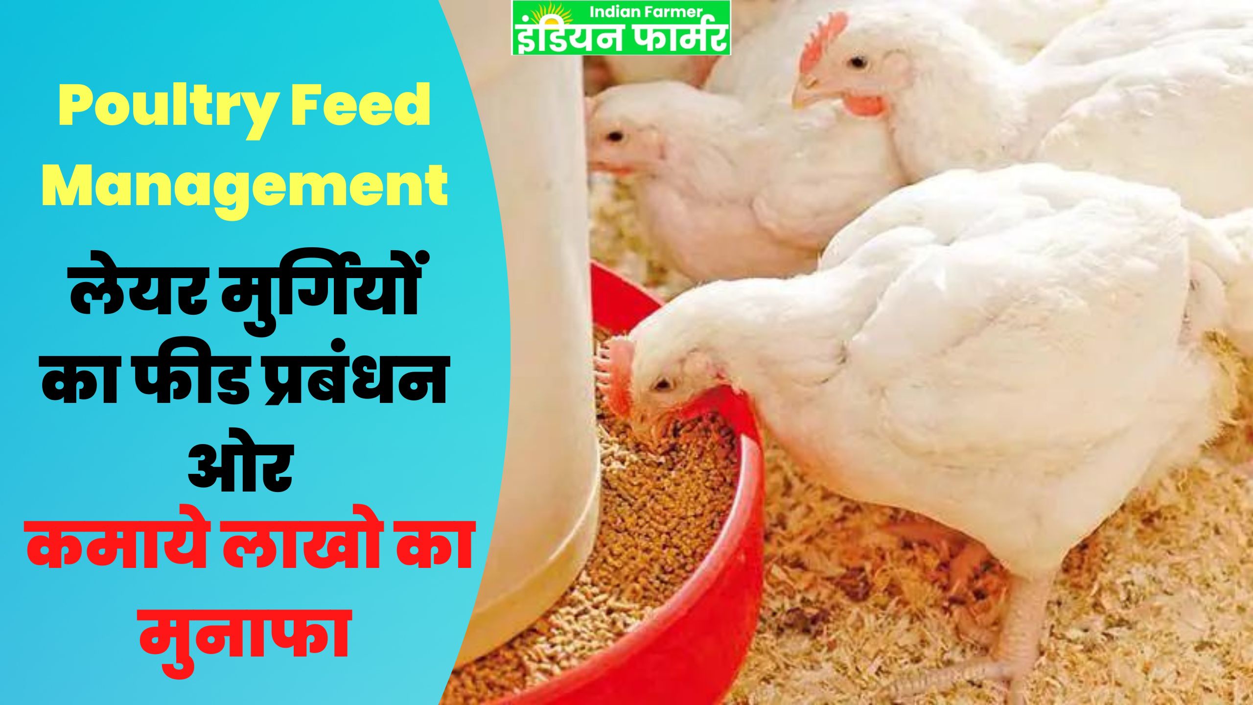 Poultry Feed Management : ऐसे करे लेयर मुर्गियों का फीड प्रबंधन ओर कमाये लाखो का मुनाफा !
