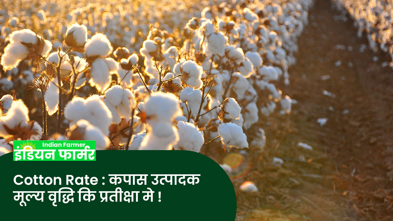 Cotton Rate : कपास उत्पादक मूल्य वृद्धि कि प्रतीक्षा मे !