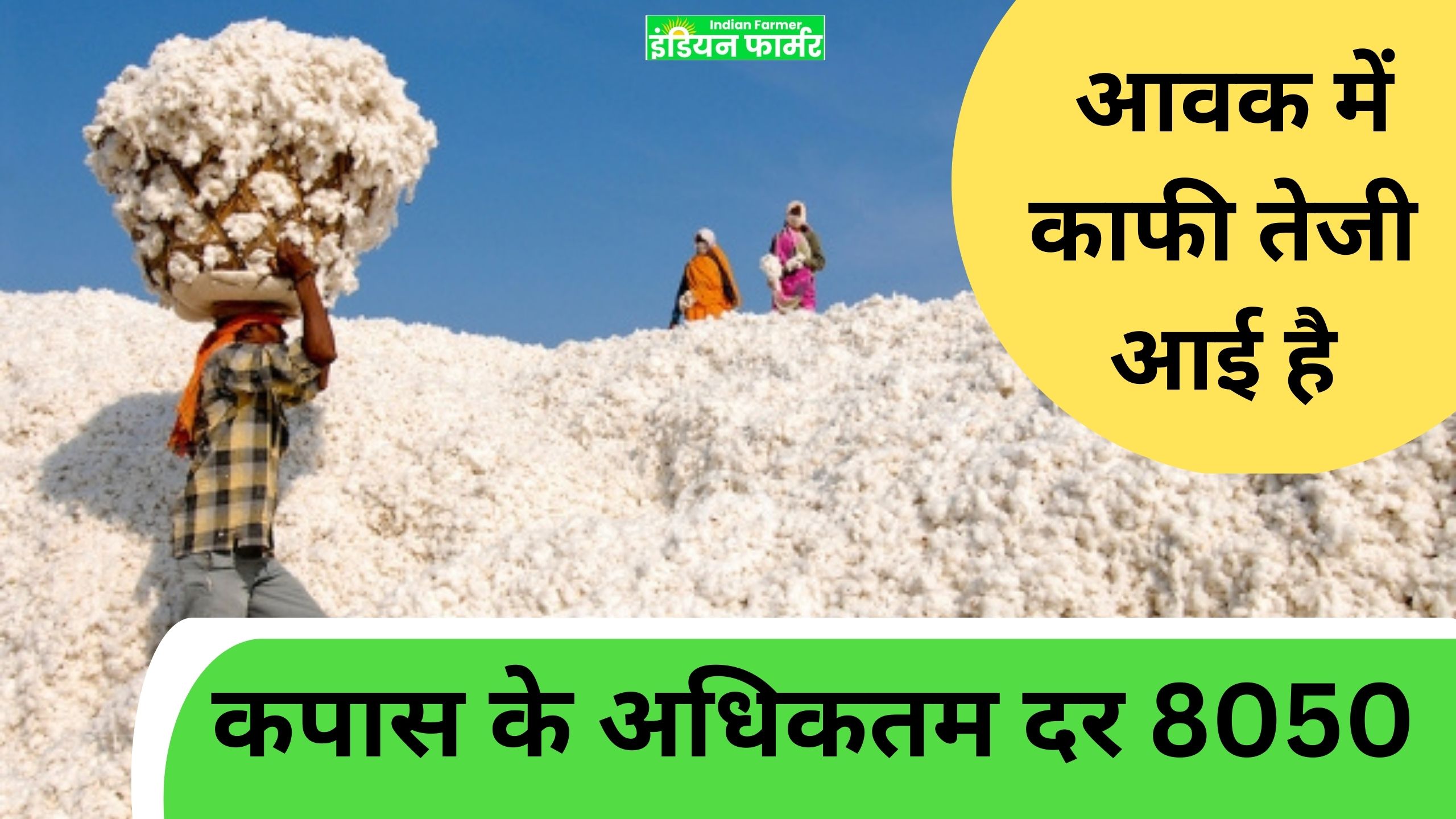 cotton market कपास के लिए अधिकतम दर 8050 रुपये है।  