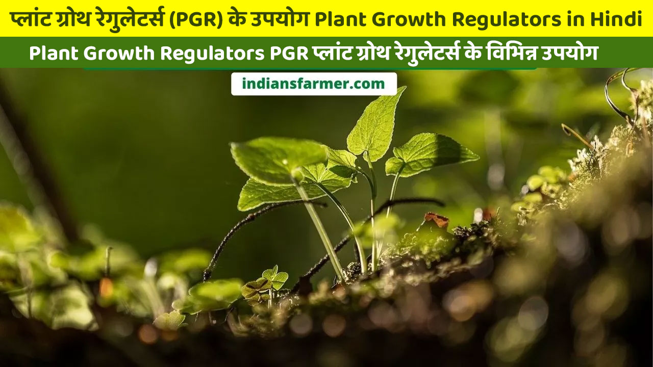 Plant Growth Regulators PGR प्लांट ग्रोथ रेगुलेटर्स के विभिन्न उपयोग