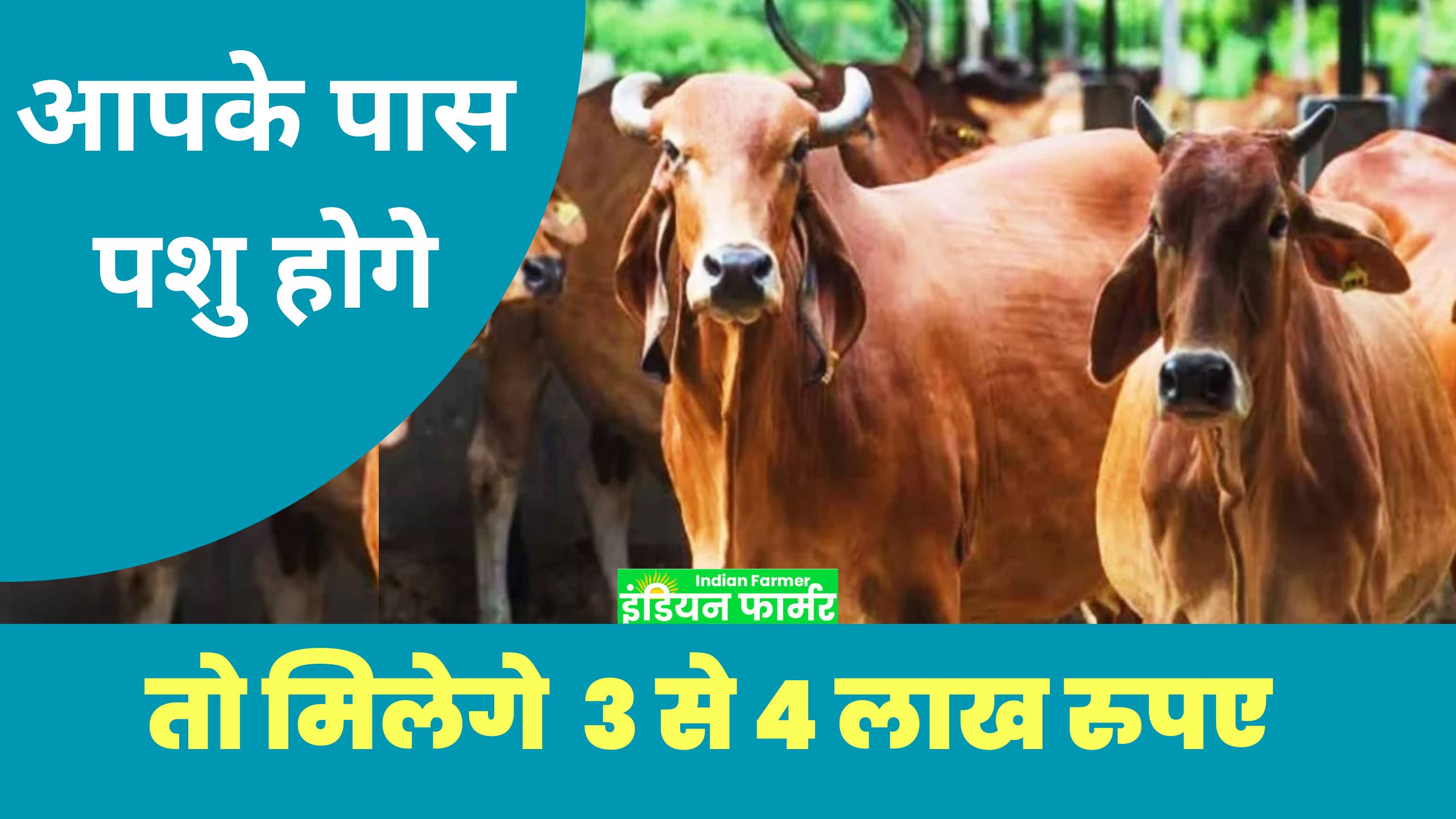 Pashu Kisan Credit Card Yojana : पशु किसान क्रेडिट कार्ड योजना के तहत पशुपालको को मिलेंगे 3 से 4 लाख रुपए ?