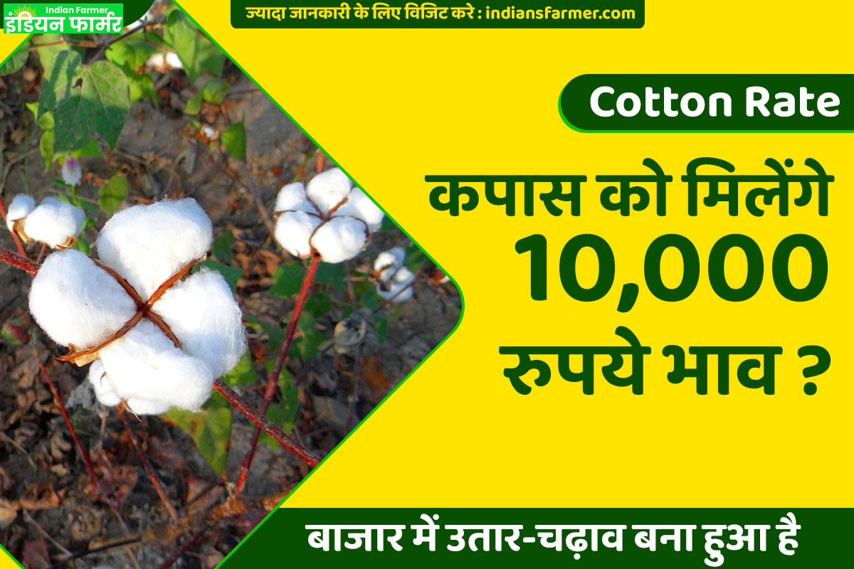 Cotton Market : कपास को मिलेंगे 10,000 रुपये भाव ?