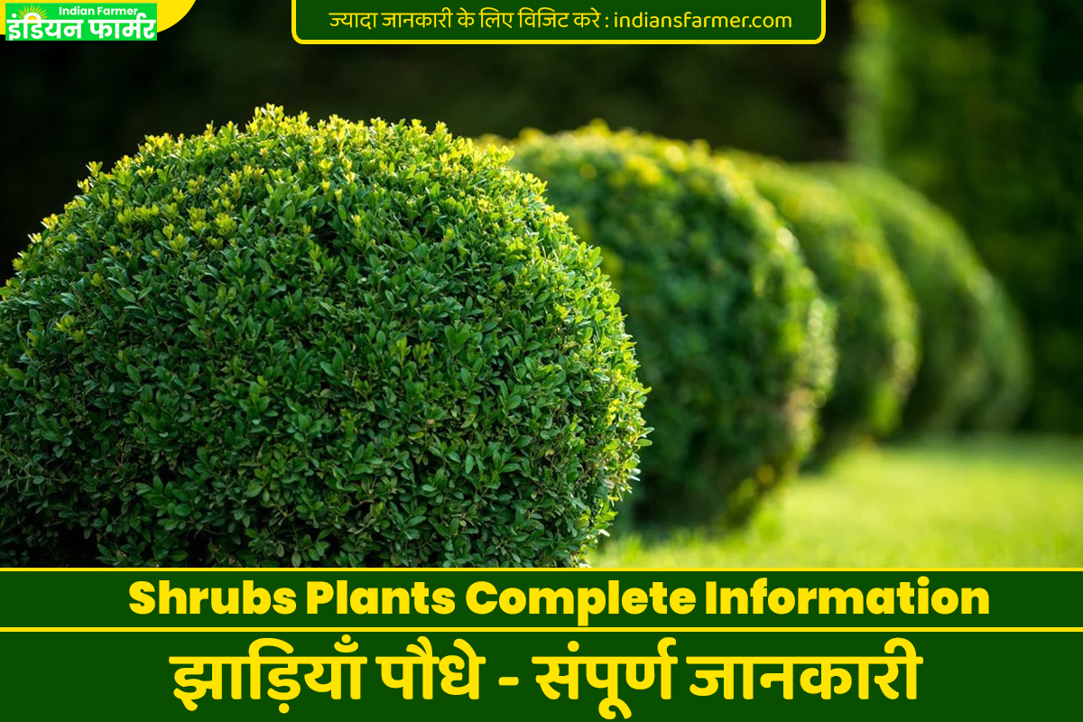 Shrubs Plants Complete Information