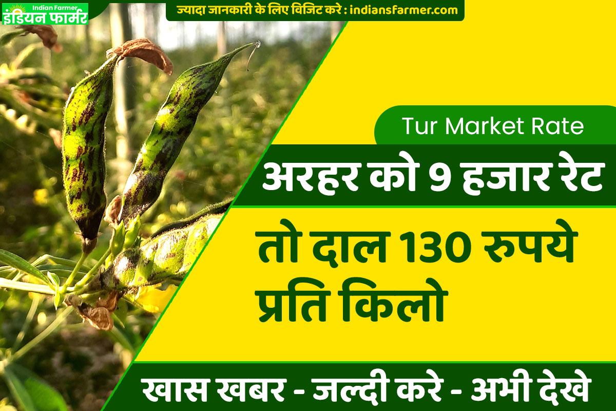 Tur Market Rate : अरहर को 9 हजार रेट, तो दाल 130 रुपये प्रति किलो !
