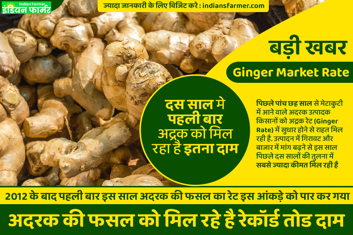 Ginger Market Rate