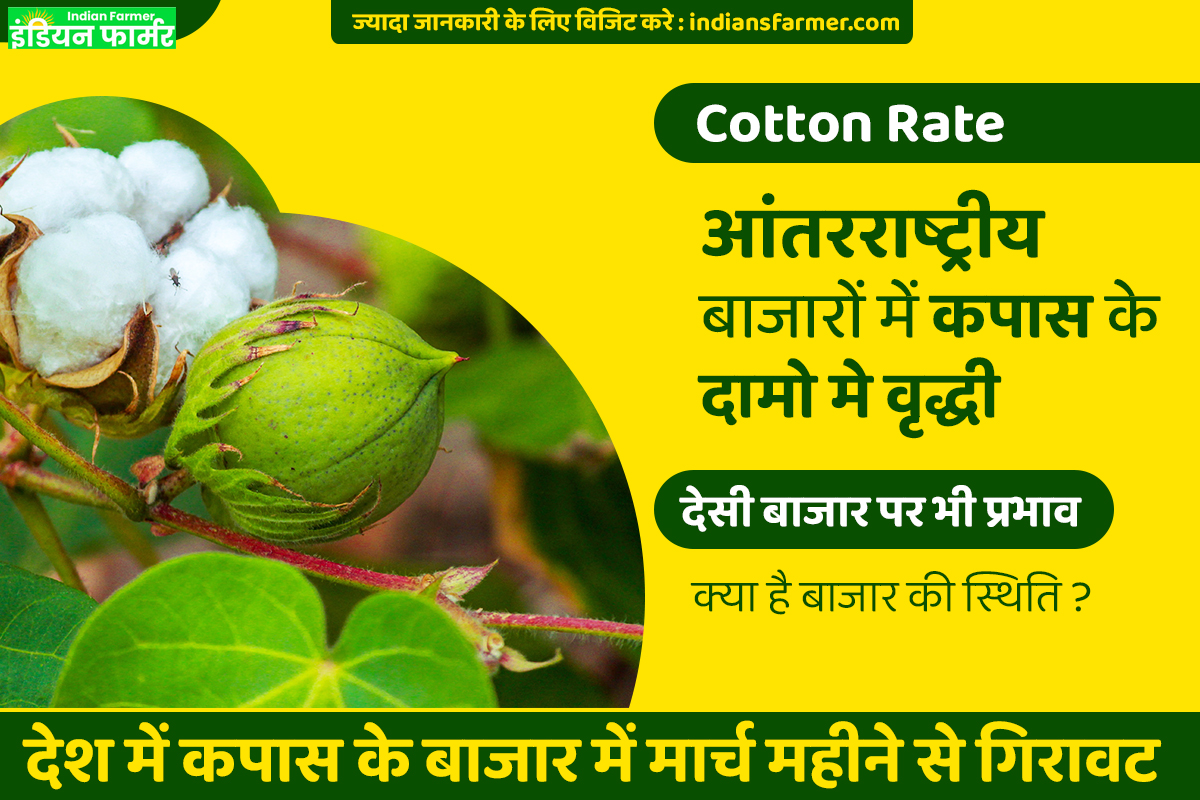 Cotton Rate