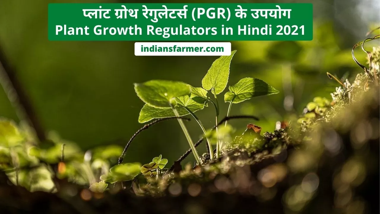 प्लांट-ग्रोथ-रेगुलेटर्स-PGR-के-उपयोग-Plant-Growth-Regulators-in-Hindi-2021-indiansfarmer.com_