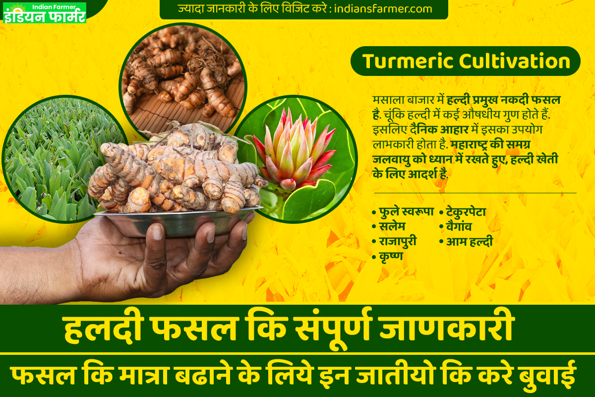 Turmeric Cultivation : हलदी फसल कि संपूर्ण जाणकारी