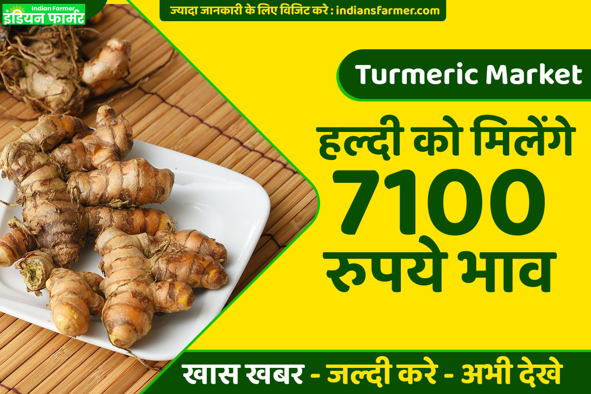 Turmeric Market : हल्दी को मिलेंगे 7100 रुपये भाव !