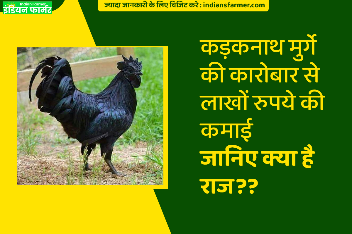 एमबीए पास युवाओं की कड़कनाथ मुर्गे की कारोबार से लाखों रुपये की कमाई - जानिए क्या है राज