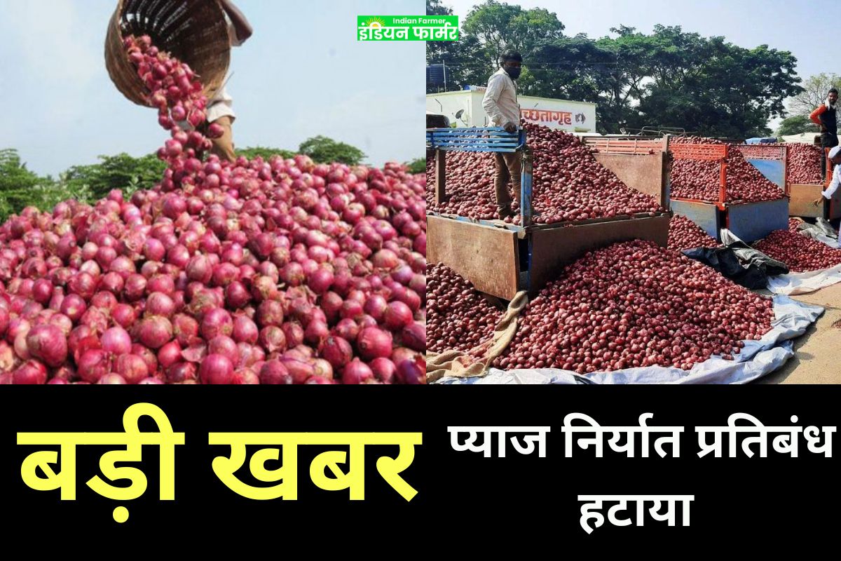 Onion market 2024:बड़ी खबर! प्याज निर्यात प्रतिबंध हटाया; राज्य मंत्री भारती पवार से जानकारी!