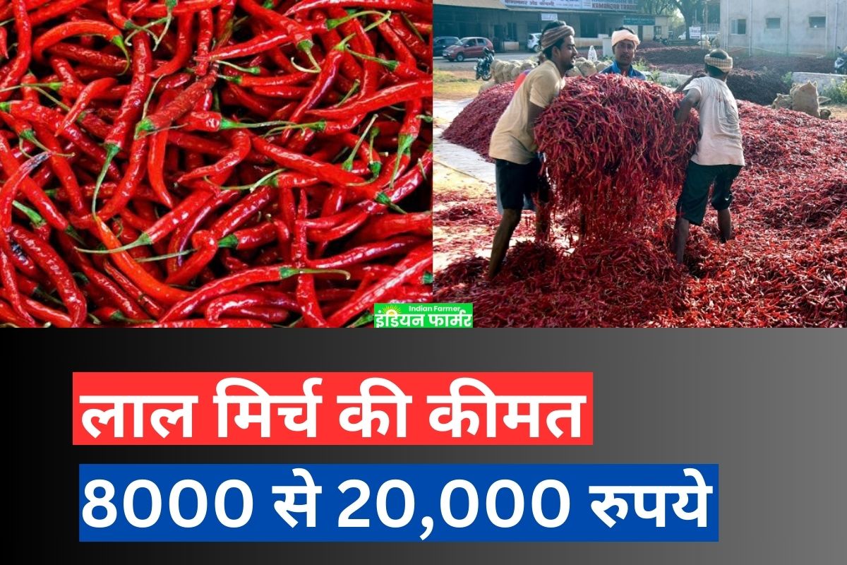 Red Chili Market 2024 : लाल मिर्च की कीमत 8000 से 20,000 रुपये है !