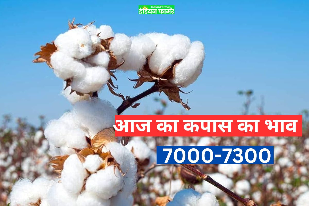 Cotton Mandi Bhav2024:महाराष्ट्र में कपास का बाज़ार मूल्य !