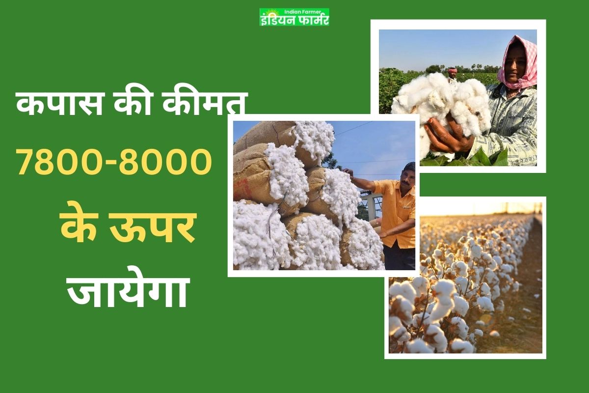 Today Cotton Rate:कपास की कीमत 7800-8000 तक बढ़ने की संभावना!